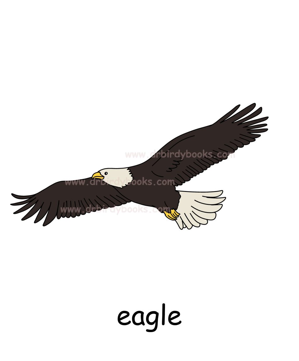 Vocabulary flashcard for the word "eagle" with definition, pronunciation, and example sentences.