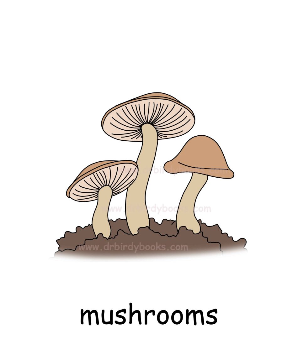 Vocabulary flashcard for the word "mushrooms" with definition, pronunciation, and example sentences.