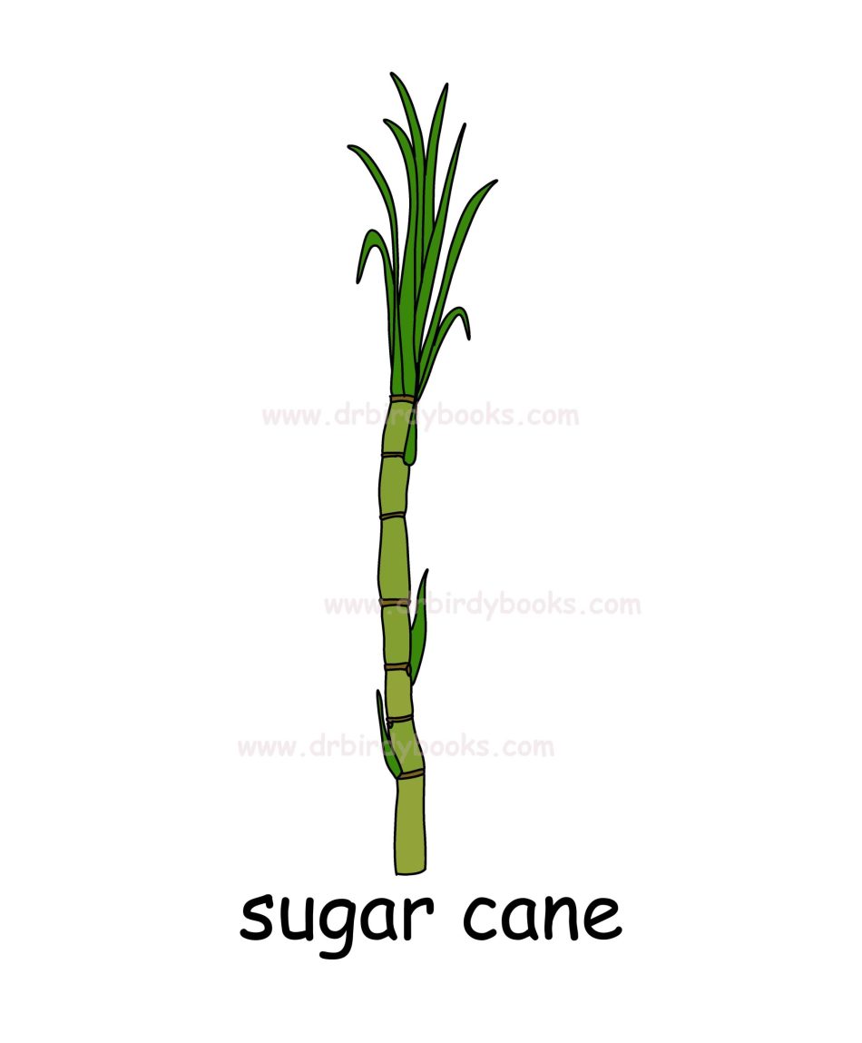 Vocabulary flashcard for the word "sugar cane" with definition, pronunciation, and example sentences.